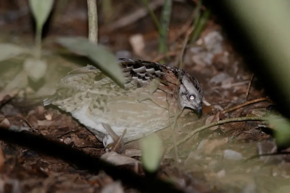 File:Codorniz Silbadora, Singing Quail, Dactylortyx thoracicus (23387866083).jpg