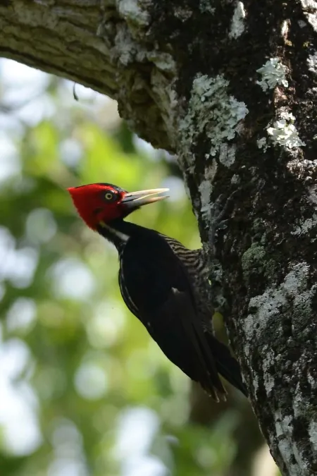 File:Carpintero Pico Plata, Pale Billed Woodpecker, Campephilus guatemalensis (24014693245).jpg