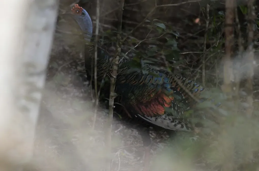 File:Guajolote Ocelado, Ocellated Turkey, Meleagris ocellata (23388147223).jpg