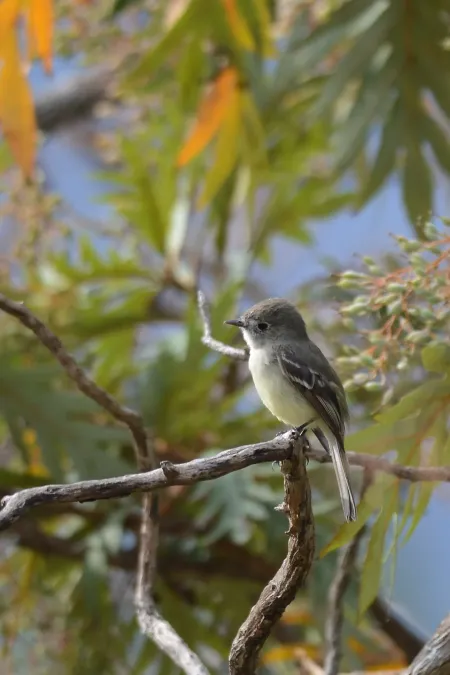 File:Mosquero Gris, Gray Flycatcher, Empidonax wrightii (16834583057).jpg