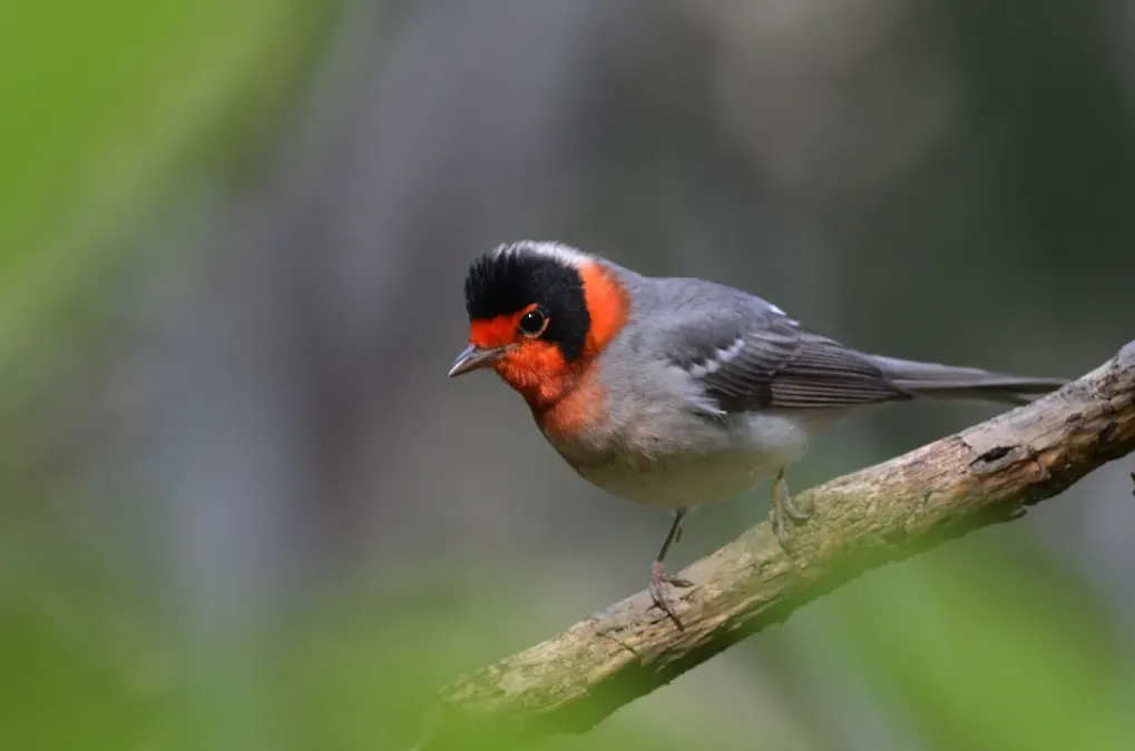 File:Chipe Cara Roja, Red Faced Warbler, Cardellina rubrifrons (16854176538).jpg