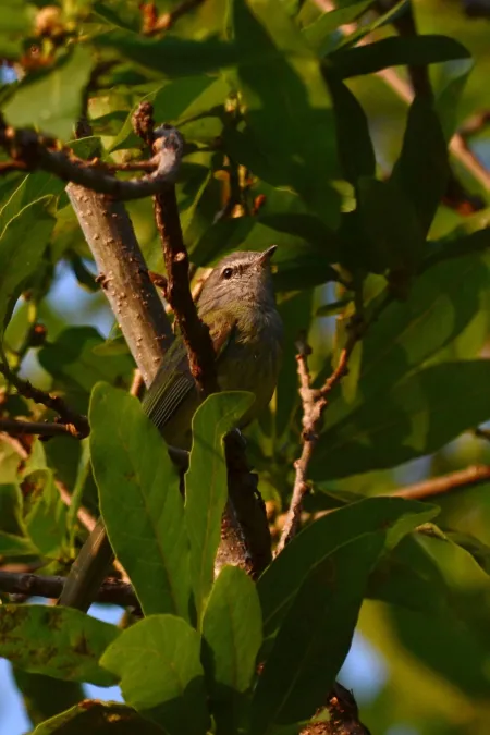 File:Elenia Verdosa, Greenish Elaenia, Myiopagis viridicata (17040580502).jpg