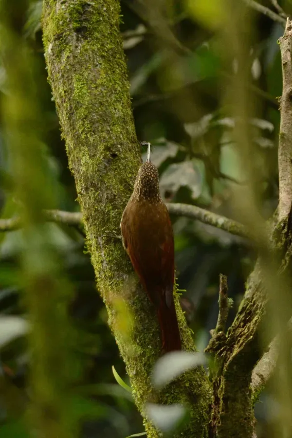 File:Trepatroncos Corona Punteada, Spot Crowned Woodcreeper, Lepidocolaptes affinis (16970773802).jpg