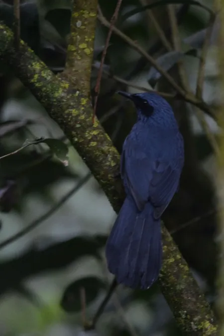 File:Mulato Azul, Blue Mockingbird, Melanotis caerulescens (16088357434).jpg