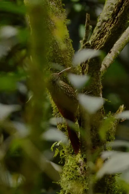 File:Trepatroncos Corona Punteada, Spot Crowned Woodcreeper, Lepidocolaptes affinis (16785903759).jpg