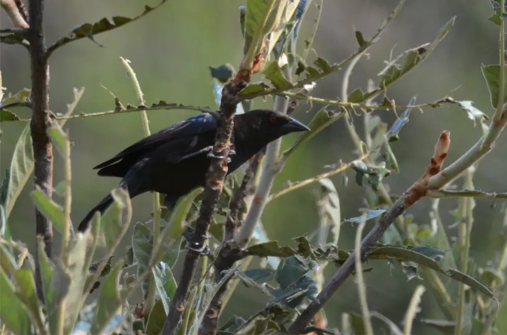 File:Tordo Ojo Rojo, Bronzed Cowbird, Molothrus aeneus (13929544495).jpg