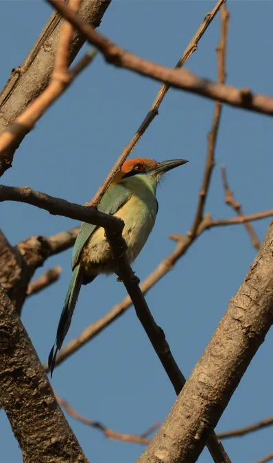 File:Momoto Corona Café, Russet Crowned Motmot, Momotus mexicanus (13906236101).jpg