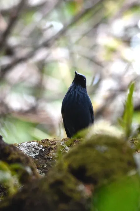 File:Mulato Azul, Blue Mockingbird, Melanotis caerulescens (14164521845).jpg