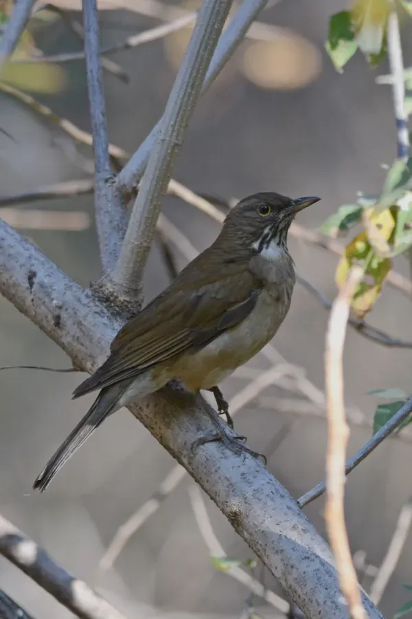 File:Mirlo Garganta Blanca, White Throated Thrush, Turdus assimilis (13362733943).jpg