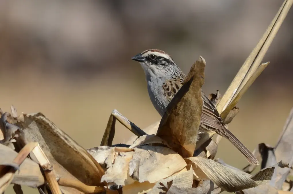 File:Zacatonero Rayado, Striped Sparrow, Oriturus superciliosus (12889655254).jpg