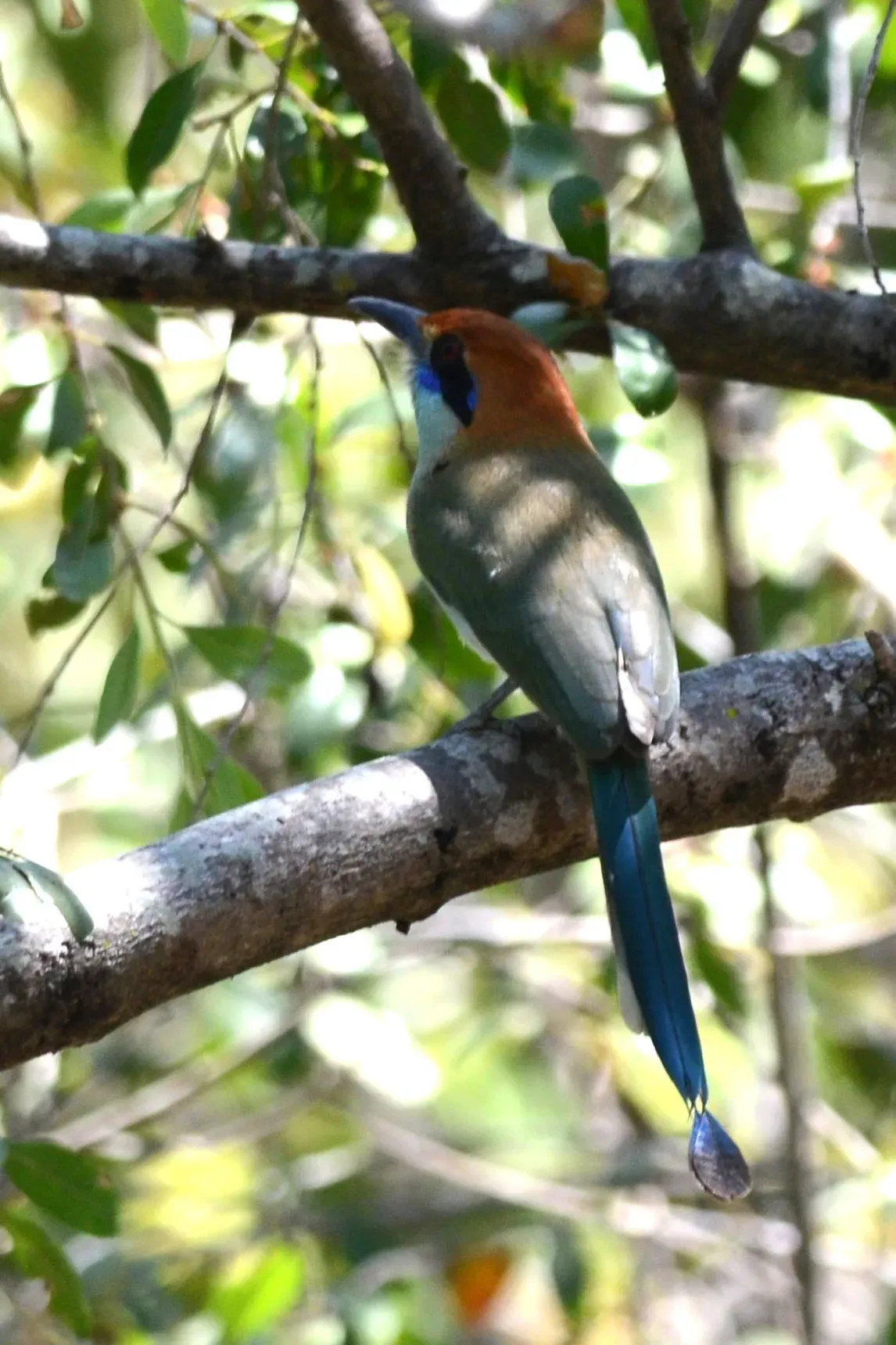File:Momoto Corona Café, Russet Crowned Motmot, Momotus mexicanus (13362356575).jpg