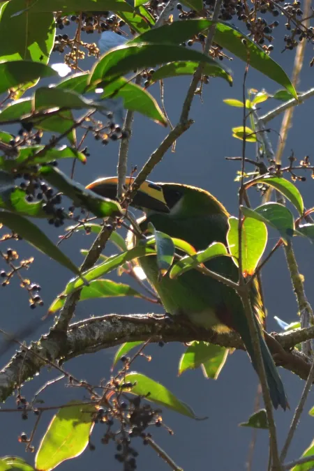 File:Tucaneta Verde, Emerald Toucanet, Aulacorhynchus prasinus (12175965676).jpg