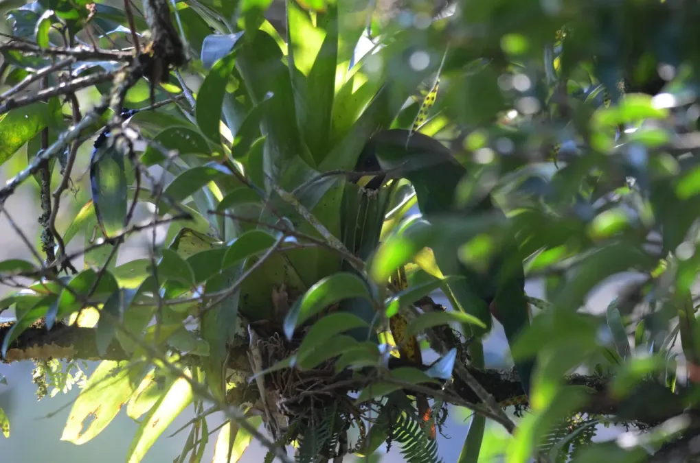 File:Tucaneta Verde, Emerald Toucanet, Aulacorhynchus prasinus (12175959626).jpg