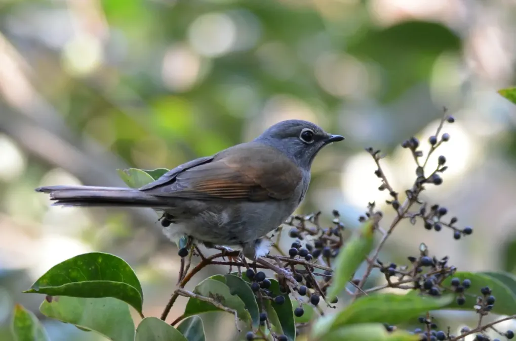 File:Clarín Jilguero, Brown Backed Solitaire, Myadestes occidentalis (12175724624).jpg