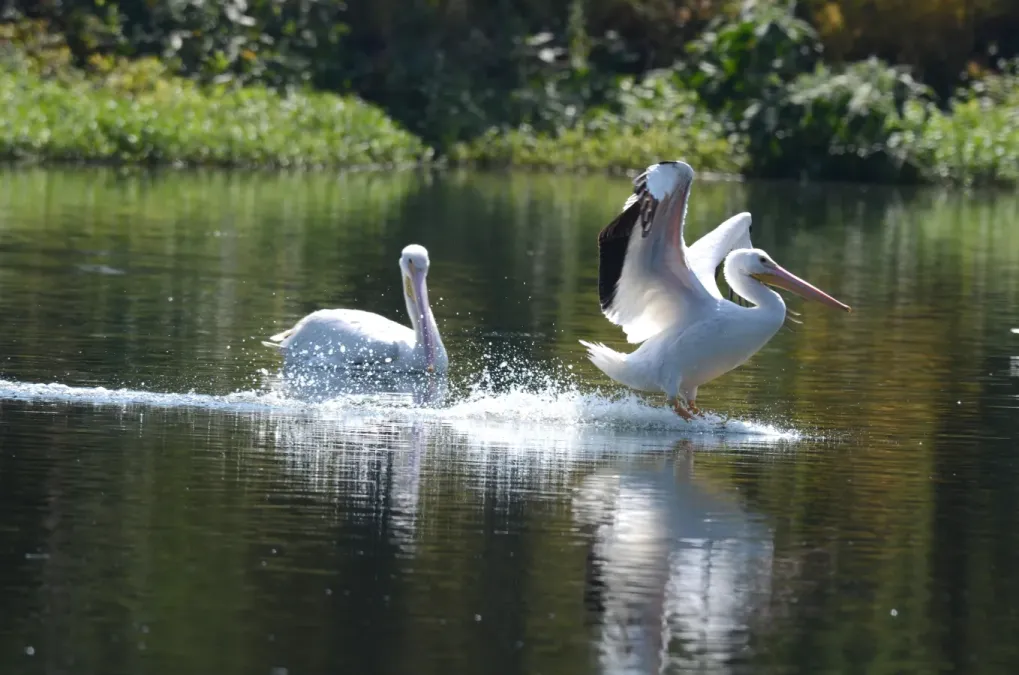 File:Pelícano Blanco, American White Pelican, Pelecanus erythrorhynchos (12510067063).jpg
