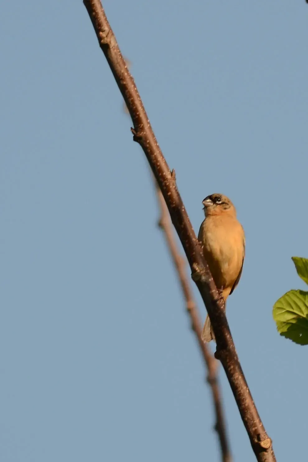 File:Semillero cuelliblanco - Morelet's Seedeater - Sporophila morelleti, Rancho Los Amigos, Veracruz (11915497153).jpg