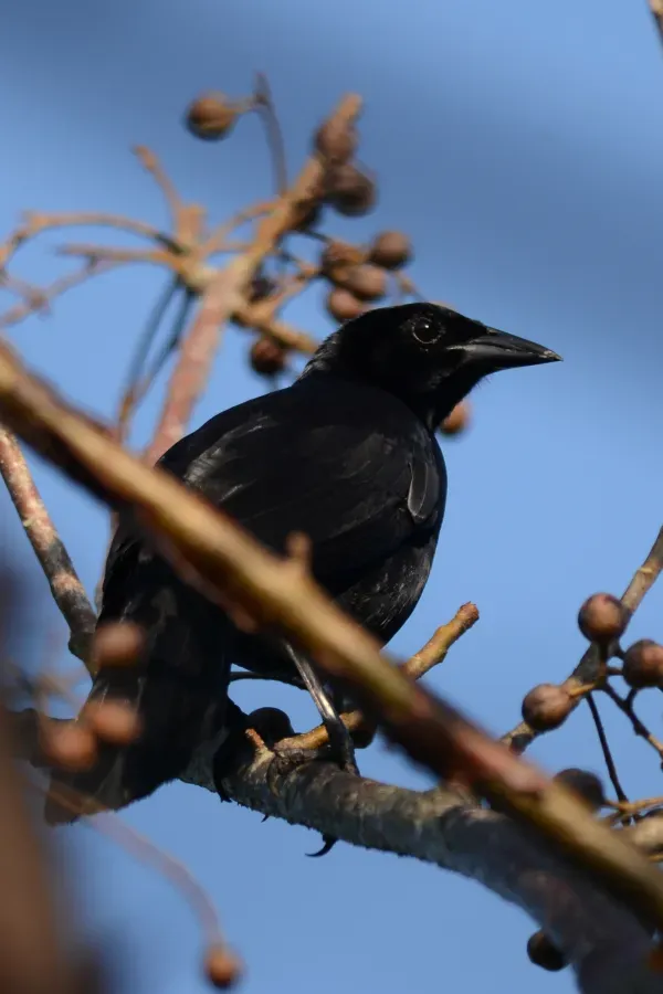 File:Tordo Cantor, Melodious Blackbird, Dives dives (11915259245).jpg