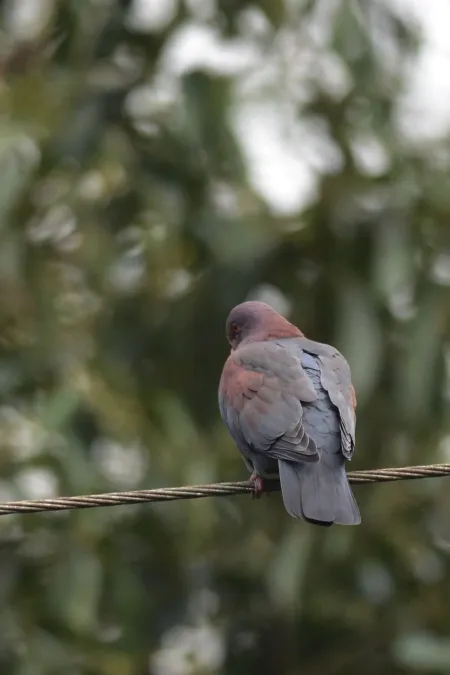 File:Paloma Morada, Red Billed Pigeon, Patagioenas flavirostris (11916362796).jpg