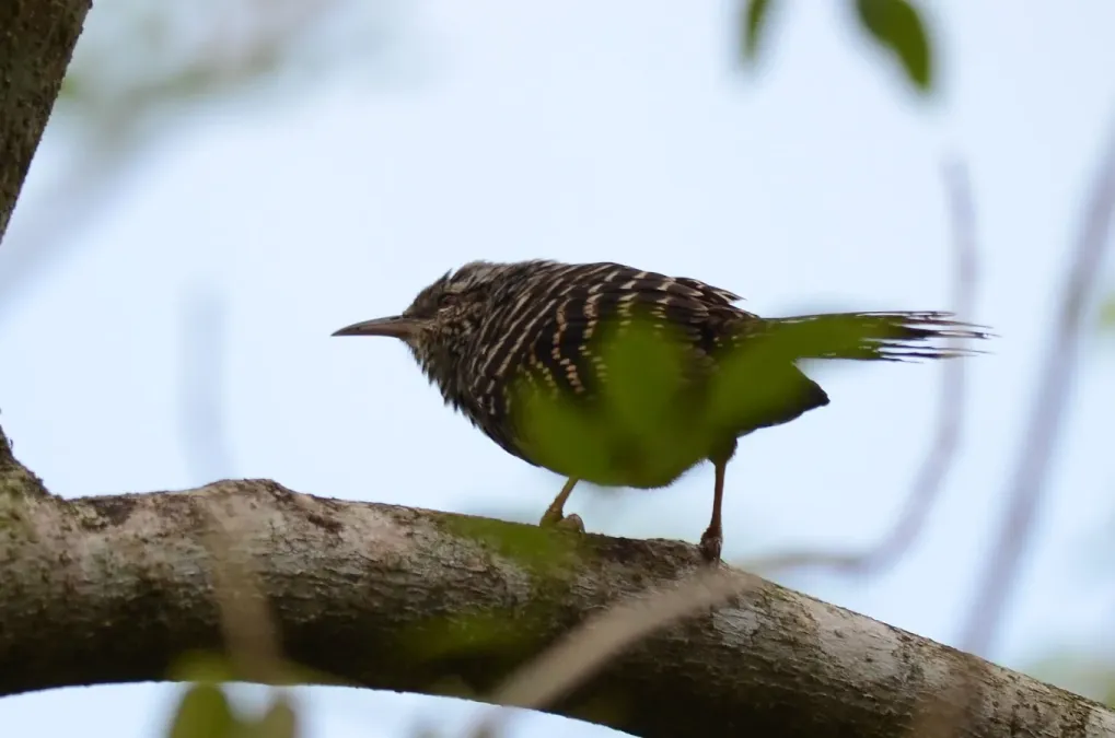 File:Matraca Tropical, Band Backed Wren, Campylorhynchus zonatus (11915484255).jpg