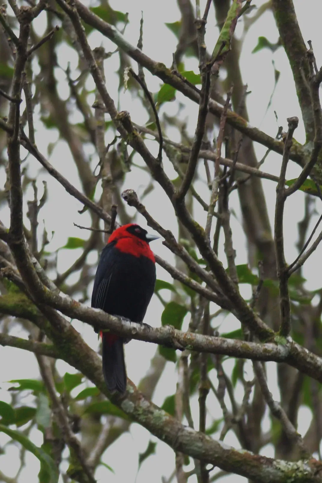 File:Tángara Sanguinolenta, Crimson Collared Tanager, Ramphocelus sanguinolentus (11915625225).jpg