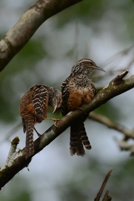 File:Matraca Tropical, Band Backed Wren, Campylorhynchus zonatus (11916651126).jpg
