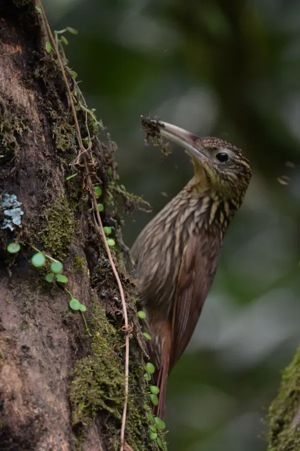File:Trepatroncos Bigotudo, Ivory Billed Woodcreeper, Xiphorhynchus flavigaster (11916666346).jpg