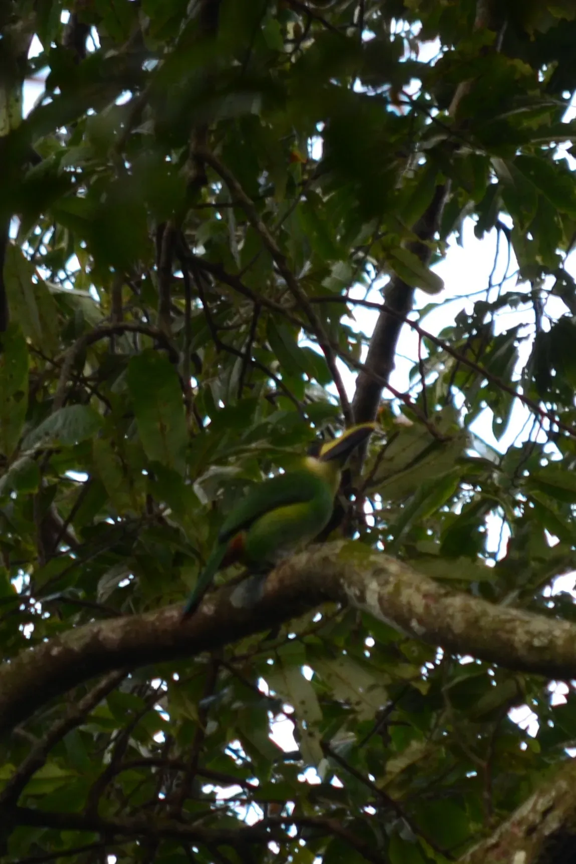 File:Tucaneta Verde, Emerald Toucanet, Aulacorhynchus prasinus (11916300884).jpg