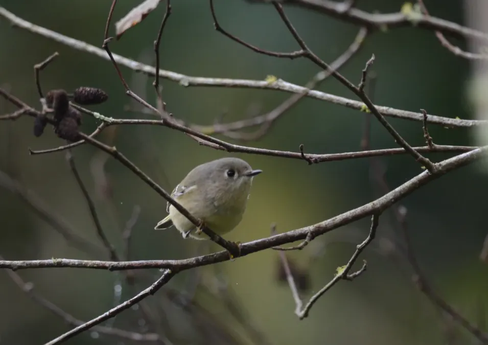 File:Vireo Reyezuelo, Hutton’s Vireo, Vireo huttoni (11714067404).jpg