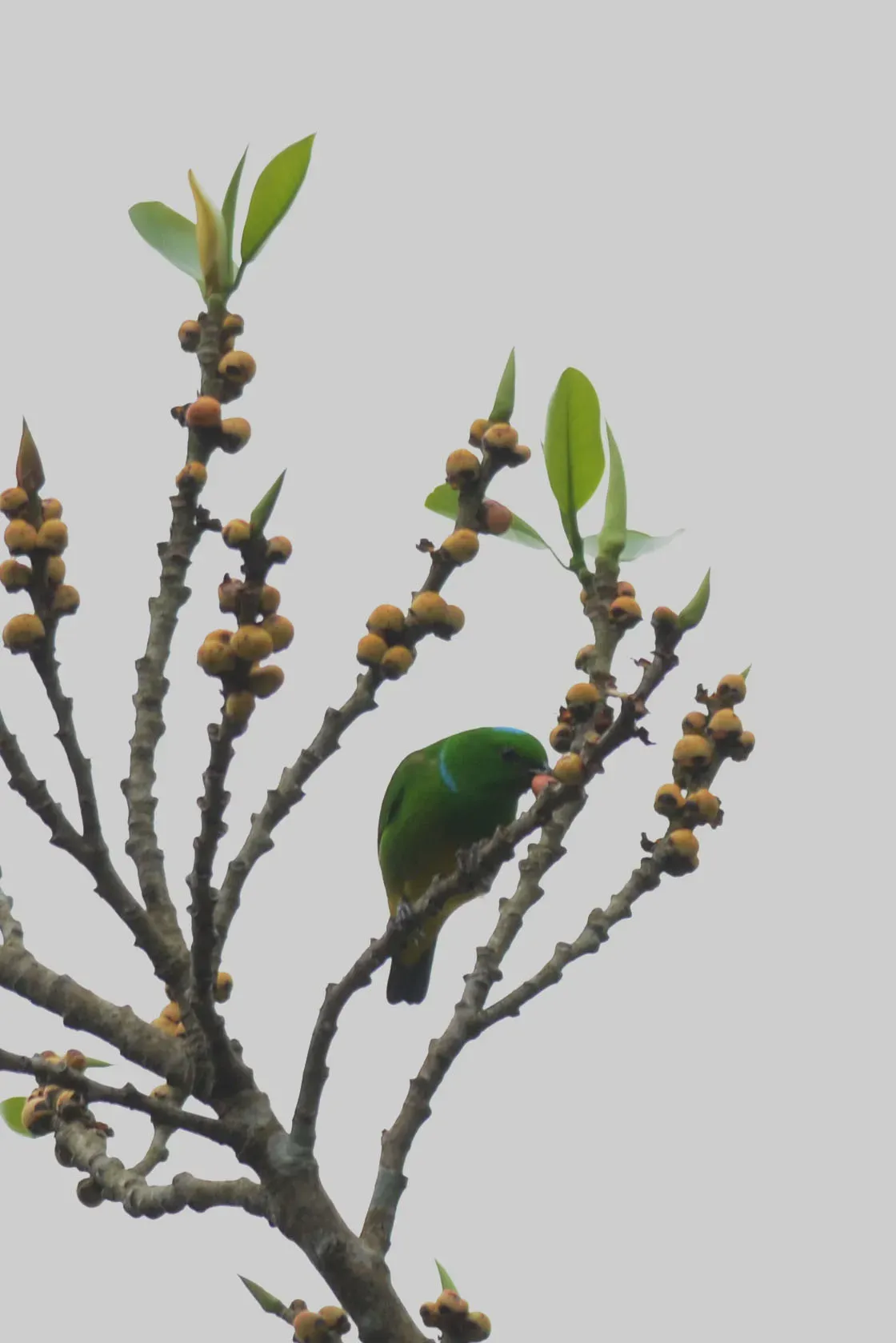 File:Clorofonia Corona Azul, Blue Crowned Chlorophonia, Chlorophonia occipitalis (11916273234).jpg