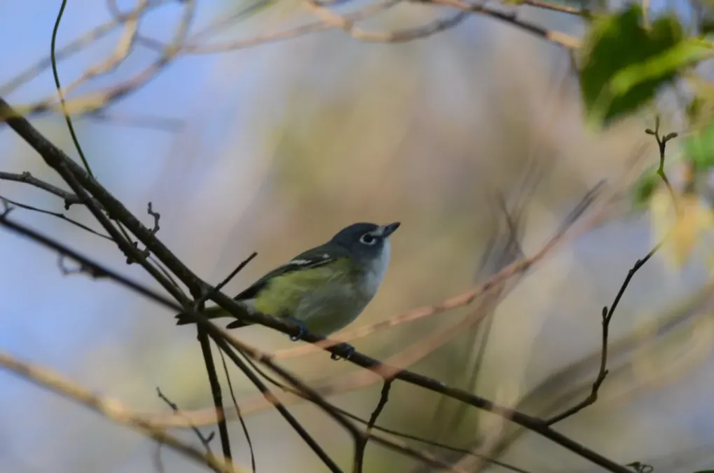 File:Vireo Anteojillo, Blue Headed Vireo, Vireo solitarius (11703507574).jpg
