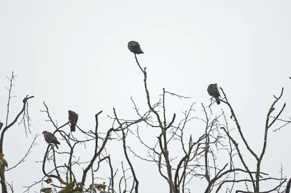 File:Paloma Morada, Red Billed Pigeon, Patagioenas flavirostris (10130165586).jpg