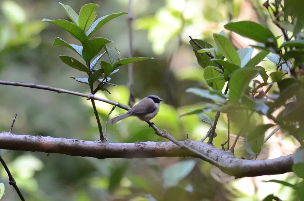 File:Sastrecillo, Bushtit, Psaltriparus minimus (9557397381).jpg