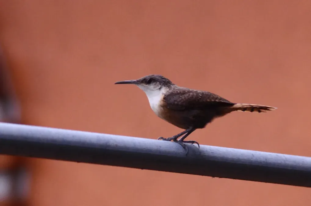 File:Chivirín Barranqueño, Canyon Wren, Catherpes mexicanus (9540930679).jpg