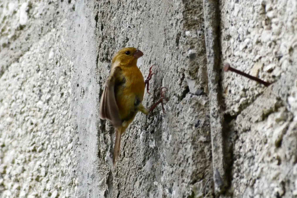 File:Semillero cuelliblanco - Sporophila morelleti, Huauchinango, Puebla, México (9495487043).jpg