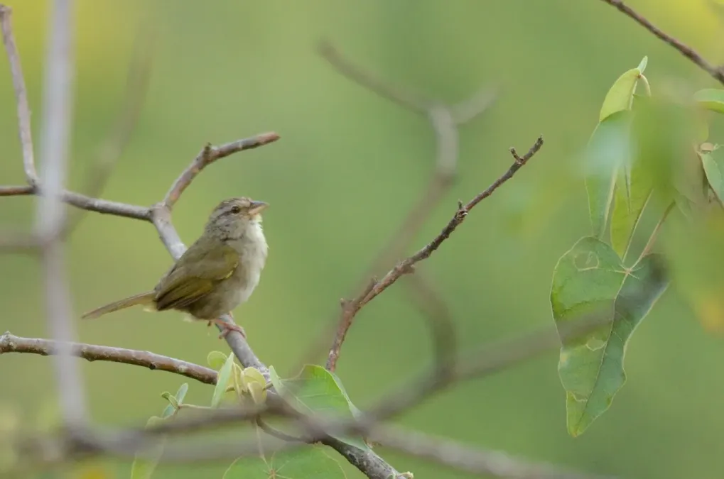 File:Rascador Oliváceo, Olive Sparrow, Arremonops rufivirgatus (9648144805).jpg