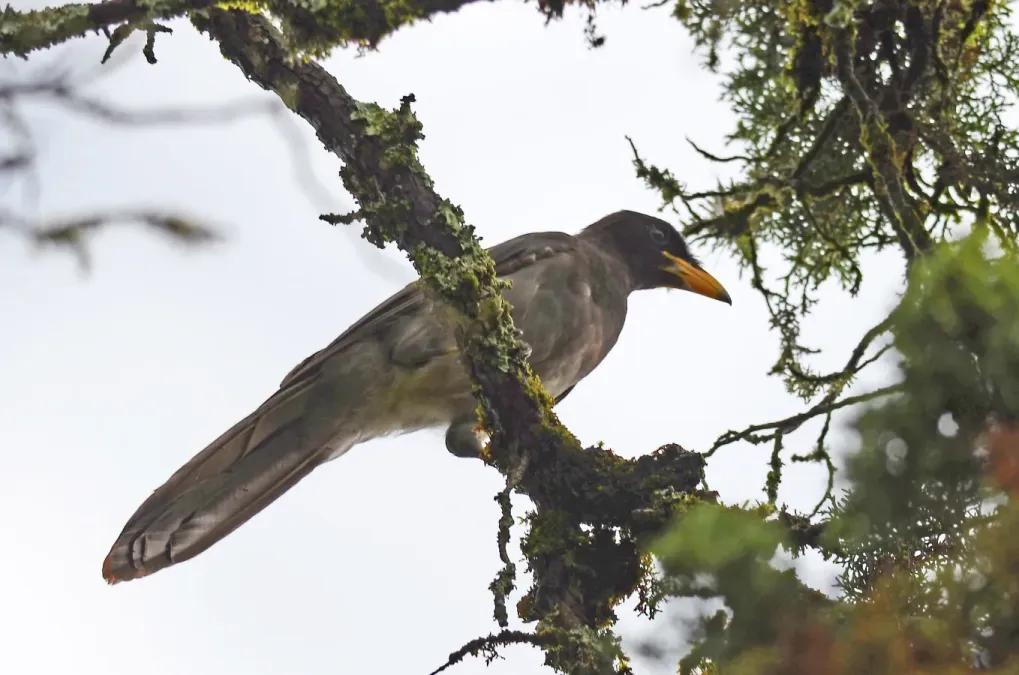 File:Chara Papán, Brown Jay, Cyanocorax morio (9548386324).jpg