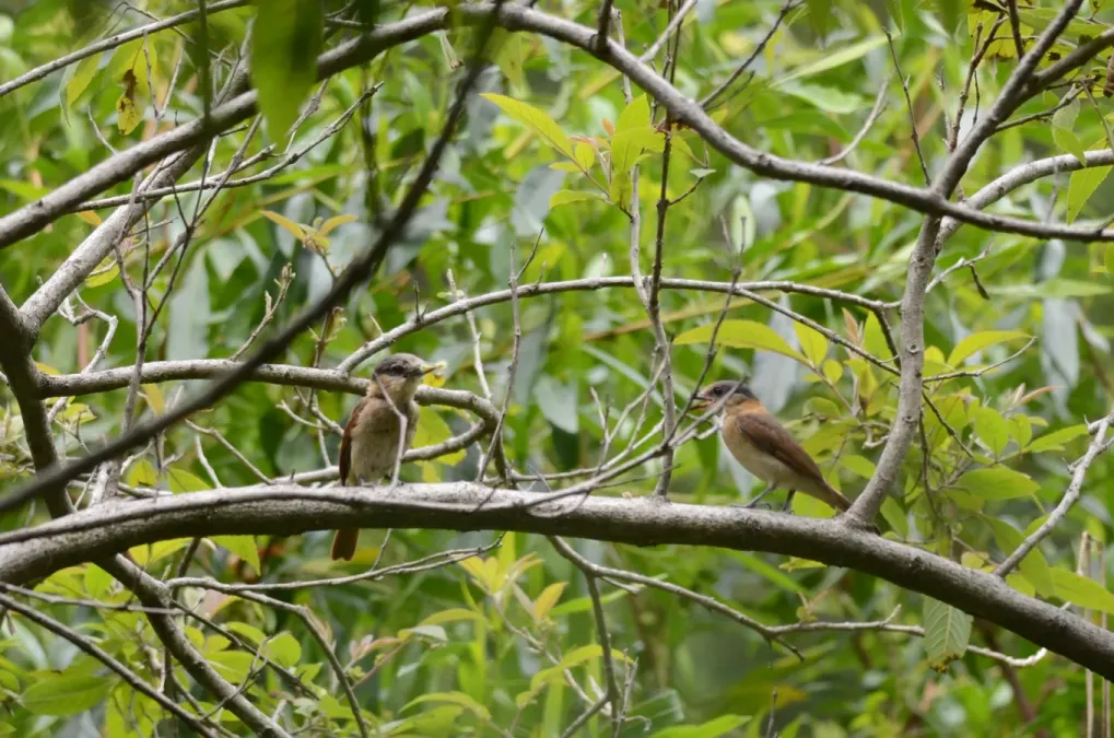 File:Mosquero Cabezón Degollado Hembra, Rose-throated Becard Female, Pachyramphus aglaiae (9430516997).jpg