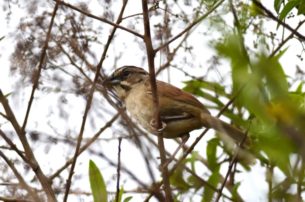File:Zacatonero Rojizo, Rusty Sparrow, Aimophila rufescens (9498287838).jpg