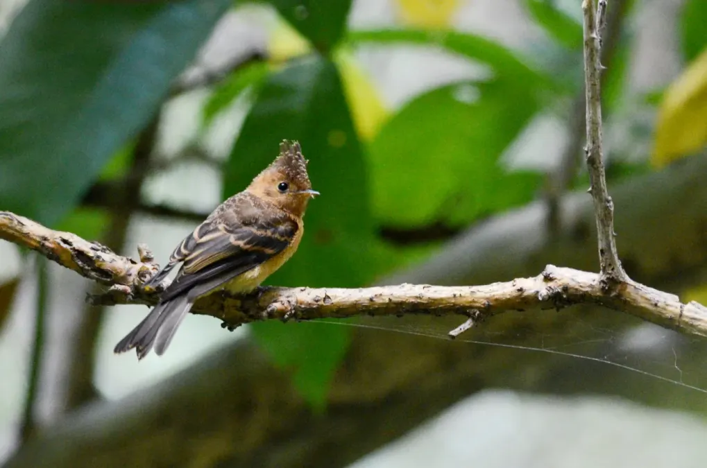 File:Mosquero Copetón, Tufted Flycatcher, Mitrephanes phaeocercus (9433280056).jpg