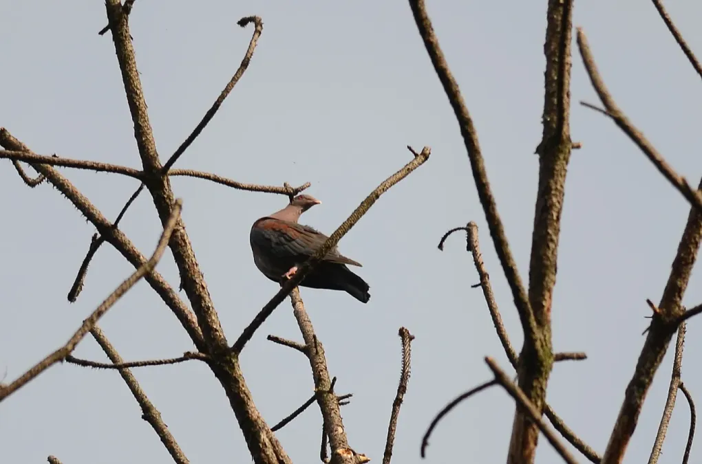 File:Paloma morada, Red-billed Pigeon, Patagioenas flavirostris (9337850353).jpg