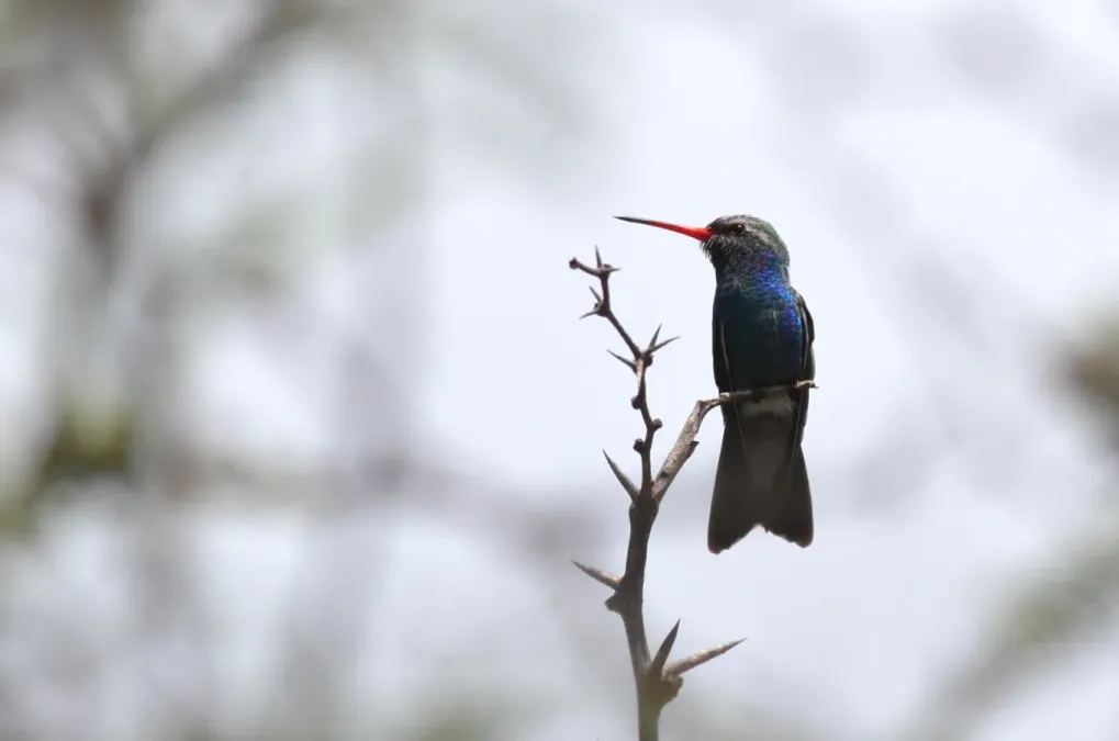 File:Colibrí pico ancho, Broad-billed Hummingbird. Cynanthus latirostris (9298635684).jpg
