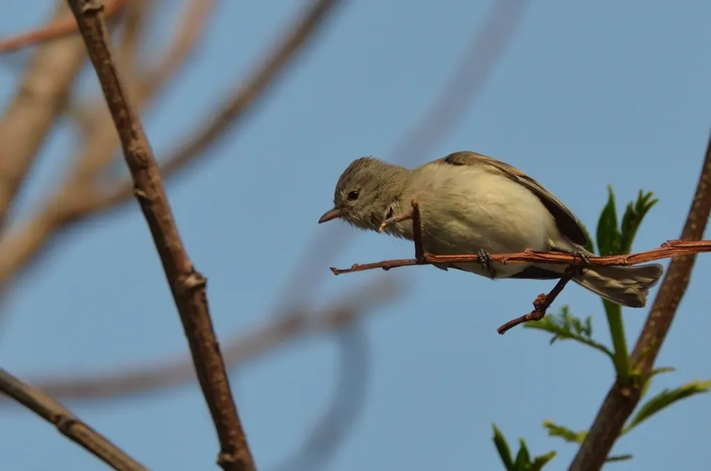 File:Mosquero lampiño, Northern Beardless-Tyrannulet, Camptostoma imberbe (8691813966).jpg