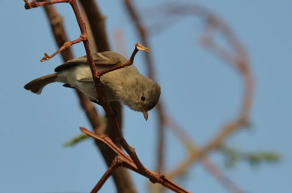 File:Mosquero lampiño, Northern Beardless-Tyrannulet, Camptostoma imberbe (8691811026).jpg