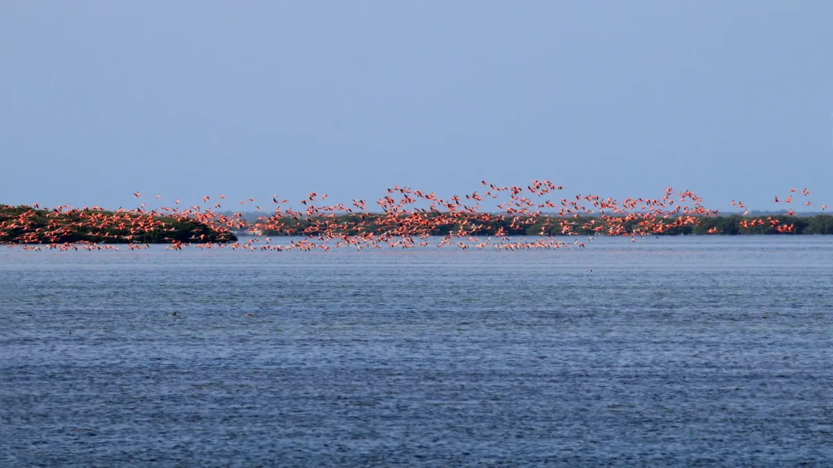 File:American flamingos (Phoenicopterus ruber) Cu.jpg