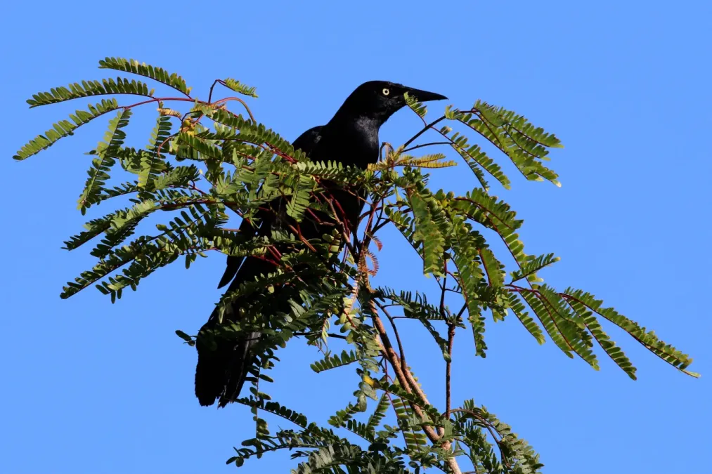 File:Greater antillean grackle (Quiscalus niger gundlachii).JPG