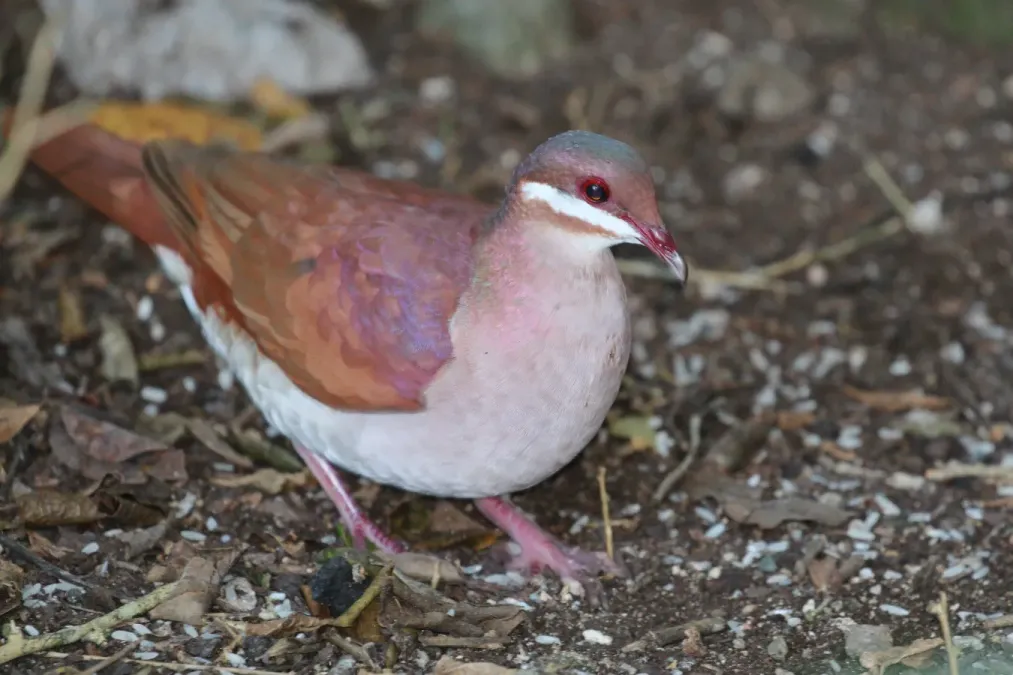File:Key West quail-dove (Geotrygon chrysia).JPG