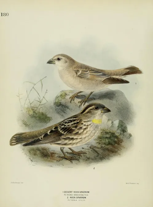 File:Carpospiza brachydactyla and Petronia petronia.jpg