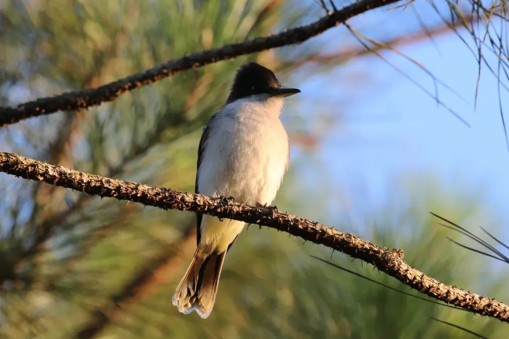 File:Loggerhead kingbird (Tyrannus caudifasciatus caudifasciatus).JPG