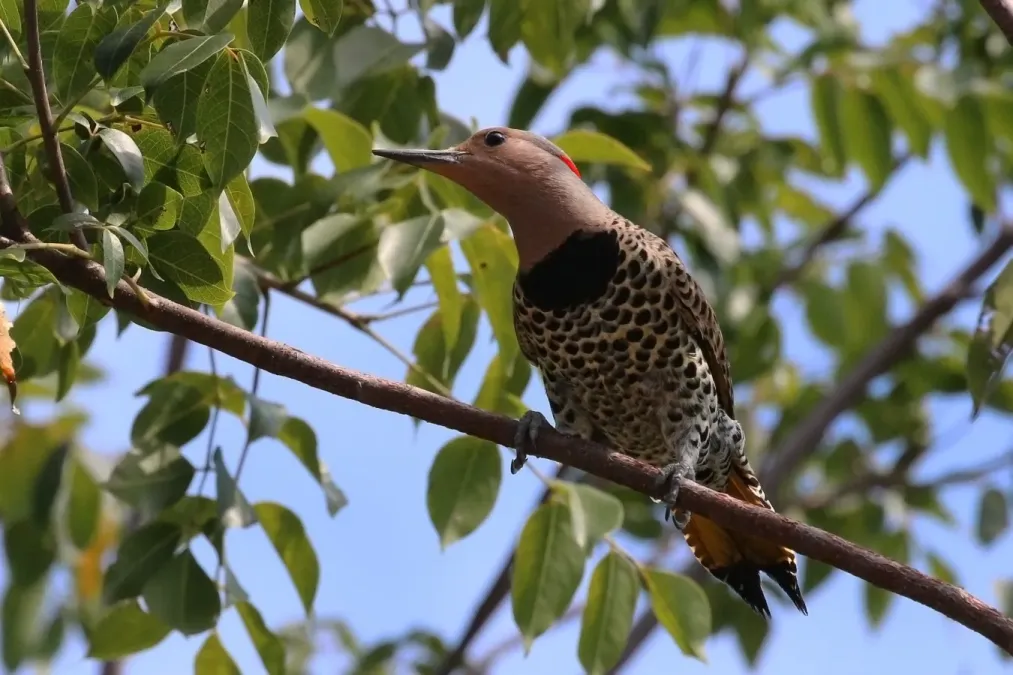 File:Northern flicker (Colaptes auratus chrysocaulosus) female.JPG