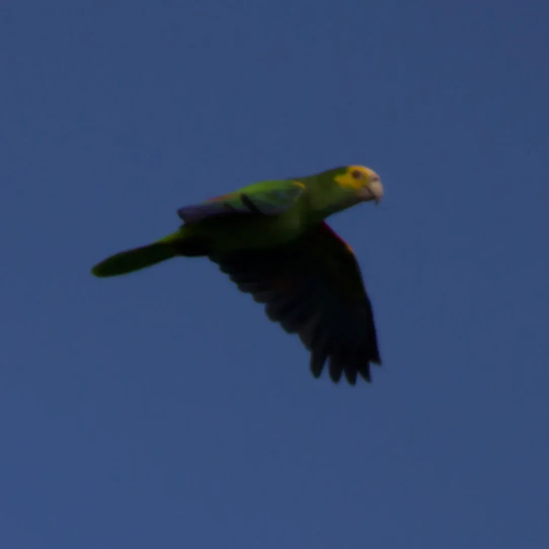 File:Yellow-Shouldered Parrot (Amazona barbadensis?) (11437919496).jpg
